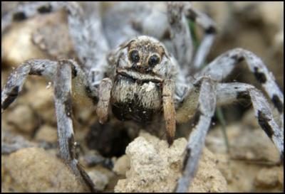 20080416185833-tarantula.jpg