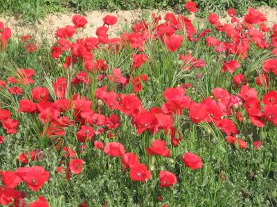 20120423111627-ababoles.jpg